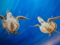 Mural in dentist's office by Cindy Chinn - Sea Turtles