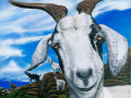 Andre the Goat painting by Cindy Chinn