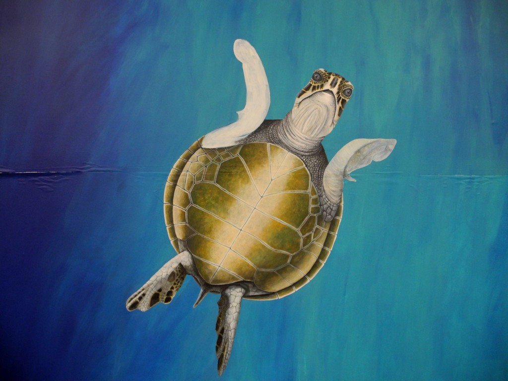 Turtle-01-01