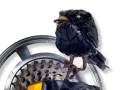 BlackBird-Mounted-on-Bike-Parts-04-A-SIG