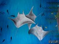 CHKD hospital mural by Cindy Chinn - Manta Rays