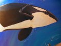 Mural in dentist's office by Cindy Chinn - Orca
