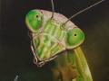 Praying Mantis painting by Cindy Chinn