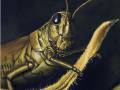 Grasshopper painting by Cindy Chinn