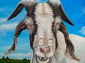 old goat painting by Cindy Chinn