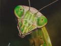 praying mantis painting by Cindy Chinn