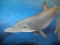 Dolphin mural