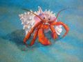 Mr Crab gets his close-up