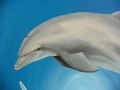 Underwater Ceiling Mural - 15 - Dolphin Detail
