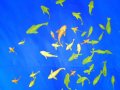 Underwater Ceiling Mural - 16  - Small Fish